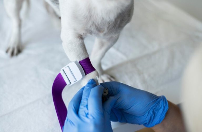Comprendre les tests ADN pour chiens identification génétique et — free download